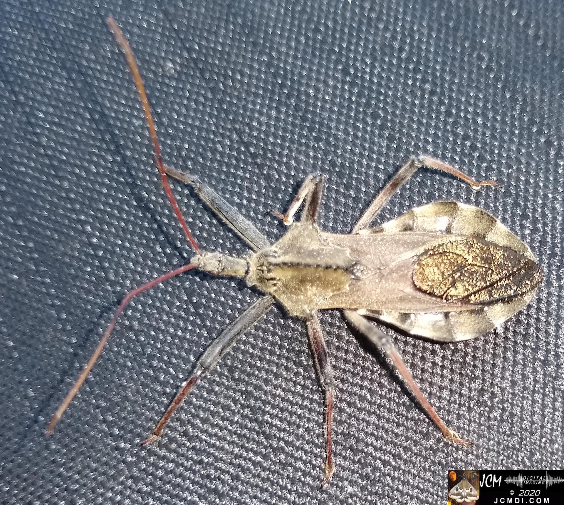 20190831 Assassin Bug